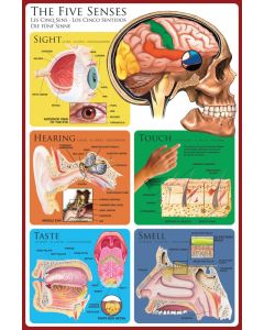 Plakat De 5 sanser - 60 x 90 cm.